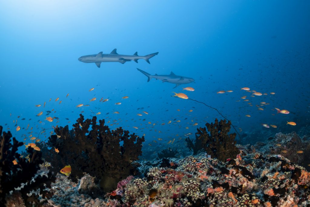 Dive free in the Maldives: Kandooma unlocks access to top South Malé Atoll dive sites