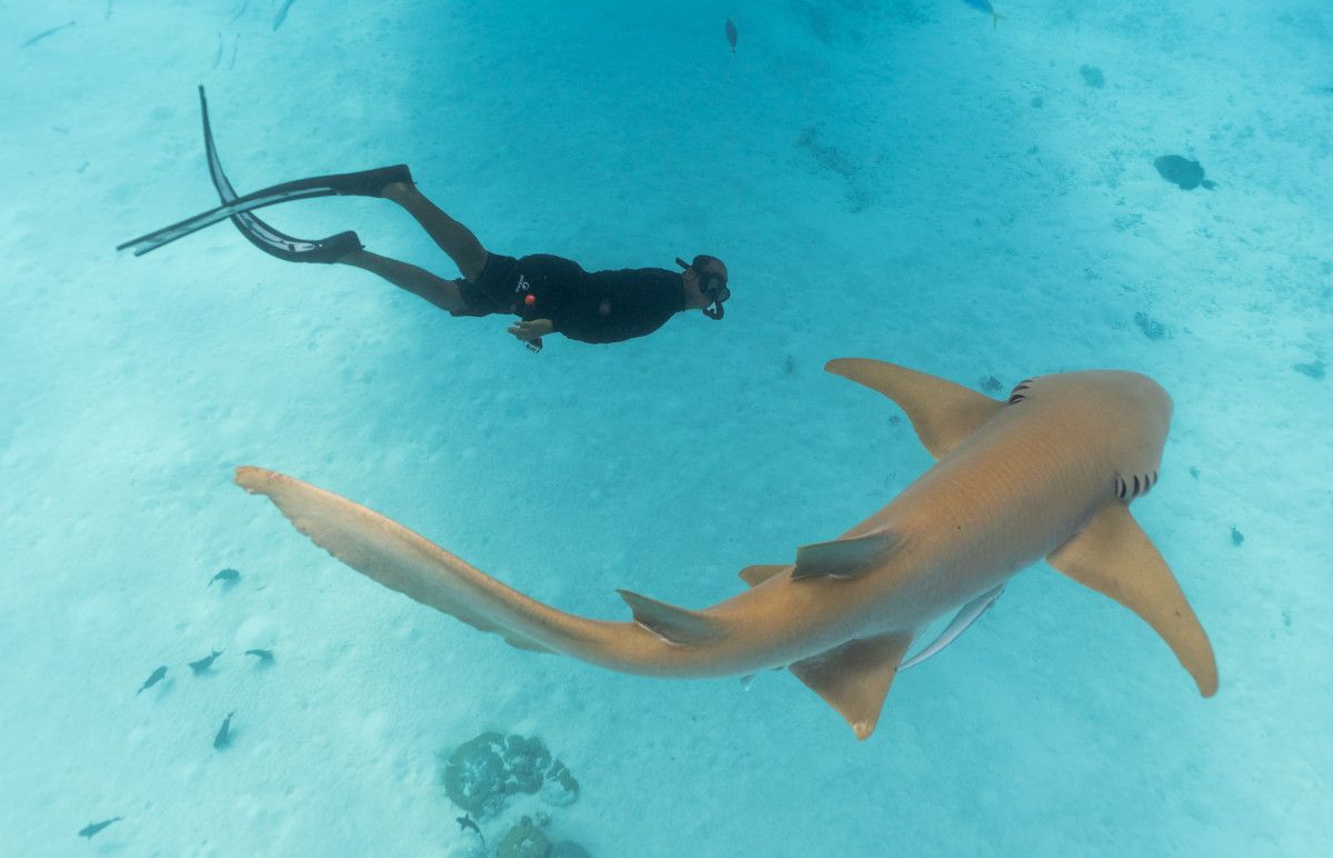 InterContinental Maldives Maamunagau Resort debuts ‘Calm Waters: Swim with nurse sharks’: a wellness-led ocean encounter