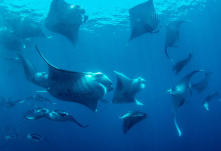 Manta Retreat
