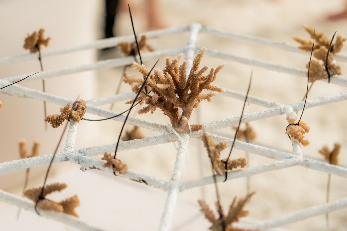 Sun Siyam Vilu Reef connects guests to reef restoration through 'Adopt-a-Coral' initiative