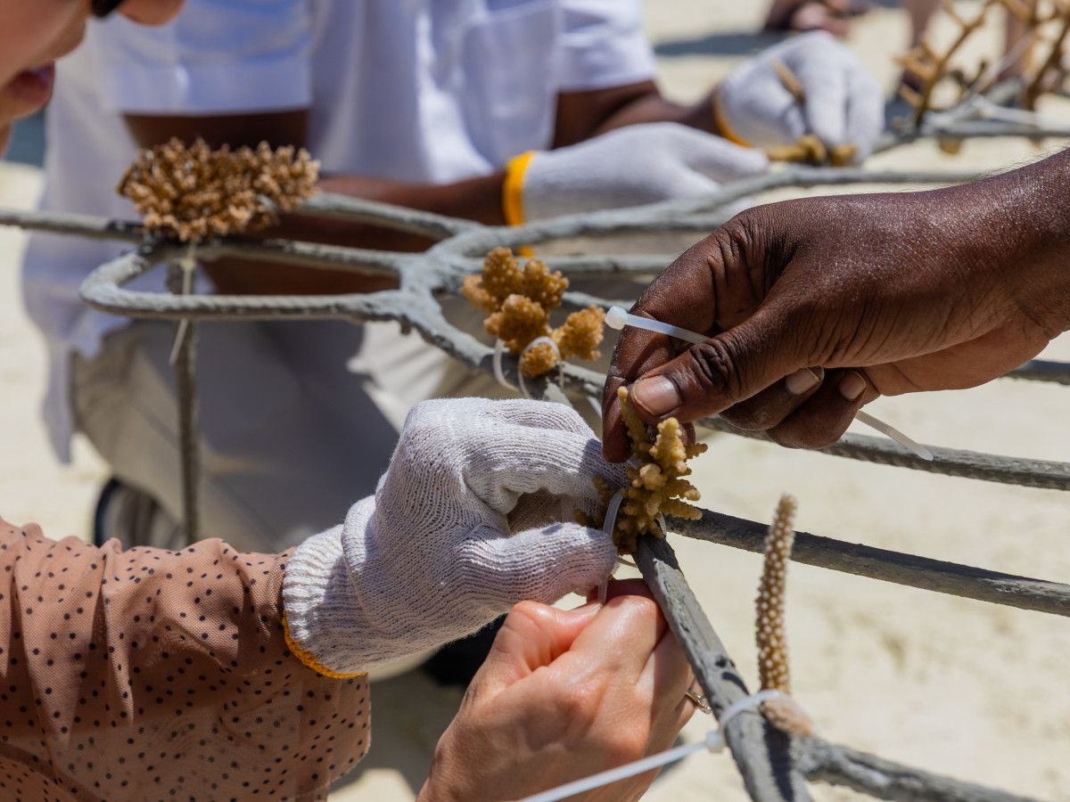 Sun Siyam Olhuveli Maldives introduces adopt-a-coral-frame experience in celebration of Earth Day